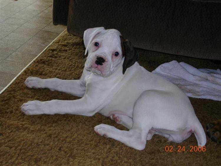 whitepuppy