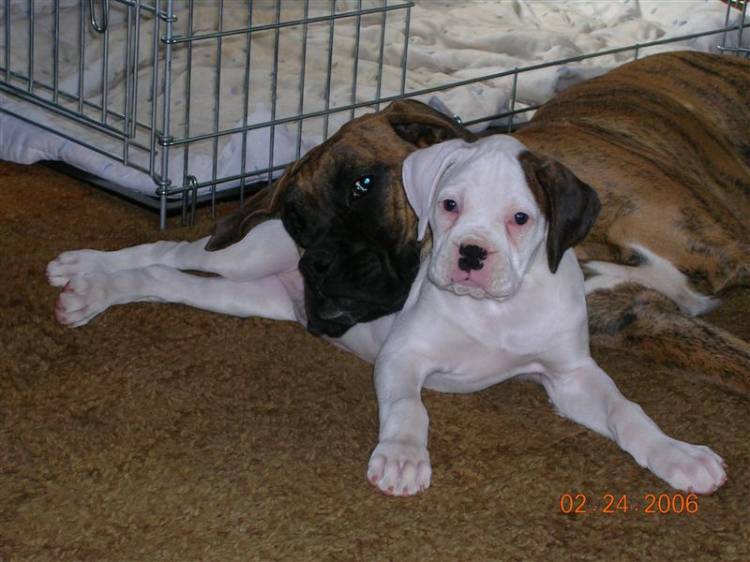 whitepuppy
