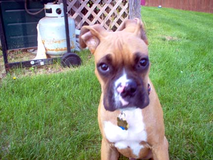 Who can resist this face?