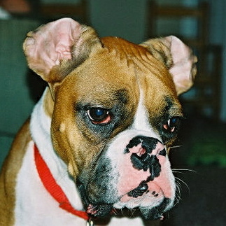 Who flipped my ears?