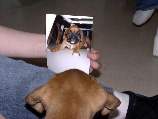 Who Is That Cute Dog?