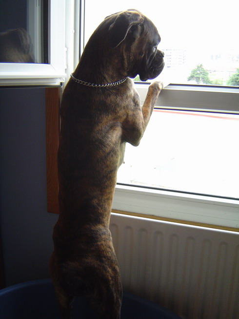 who is there?