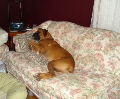 who needs a dog bed when i have my dads pillow...!!