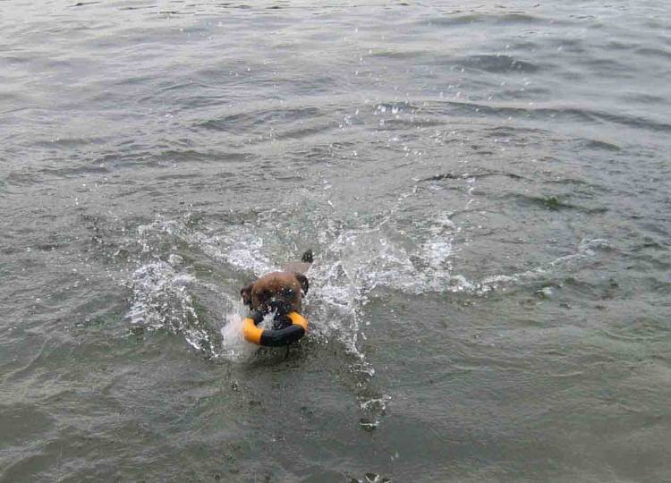 Who says Boxers can't swim?