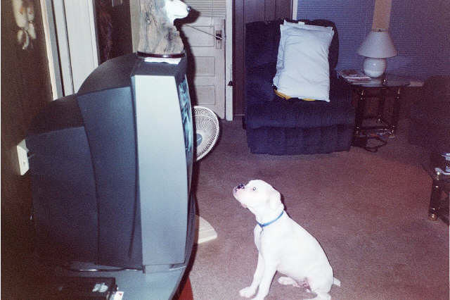 Who says furkids don't watch tv?