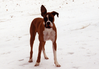 Who wants snow cream? Raise your hand.....errr ear!