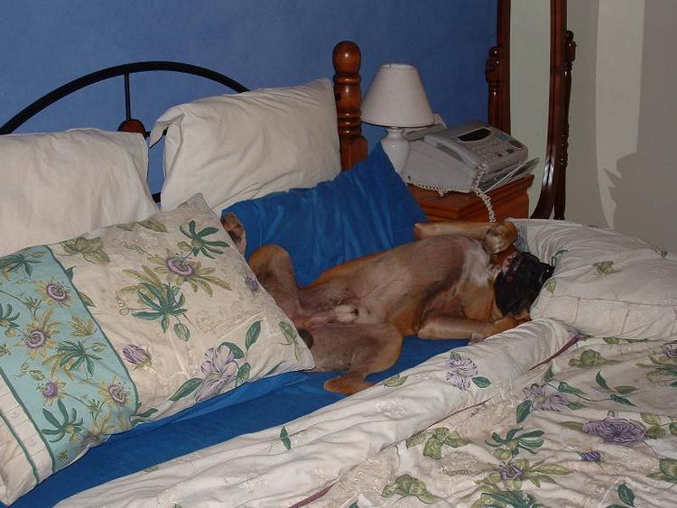 who's owns the bed