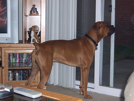 Who's There?