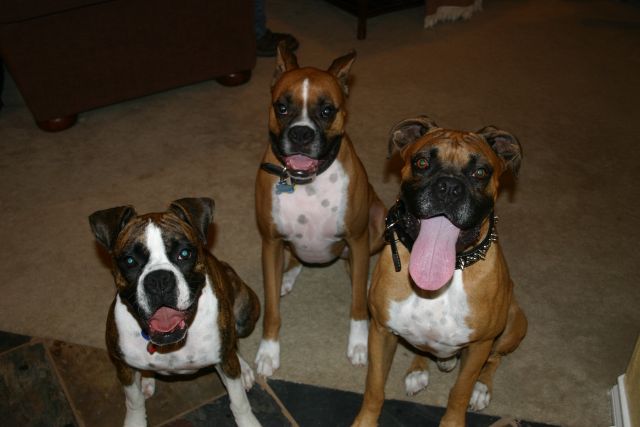 Who's tongue is longest?