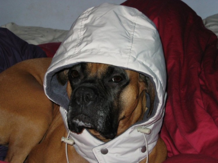 Why are you making me wear this?