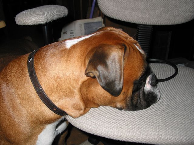 Why do I have to have MY collar on?