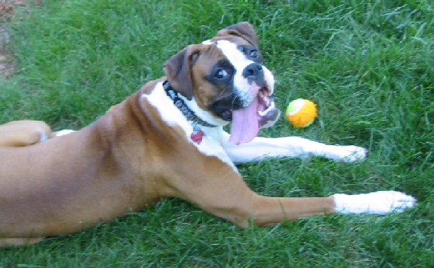 Why is my tongue so big?