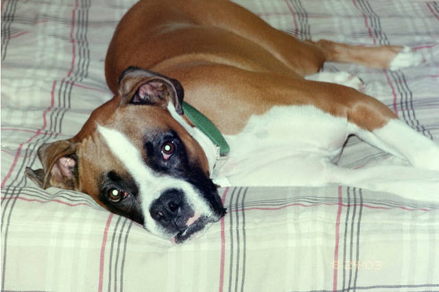 Why is your bed more comfortable?