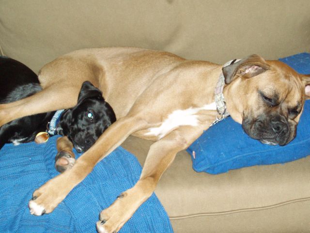 wierd doggies!
