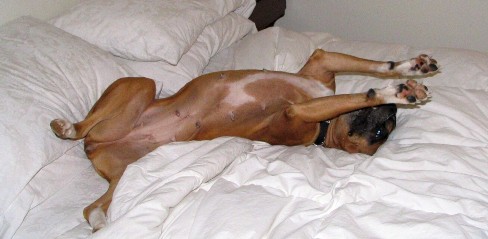wiggle shelby wiggle