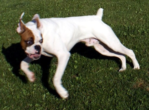 Wild Dog