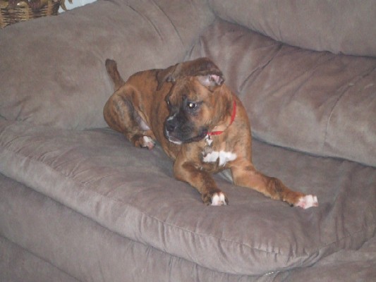 Wild Puppy!!!