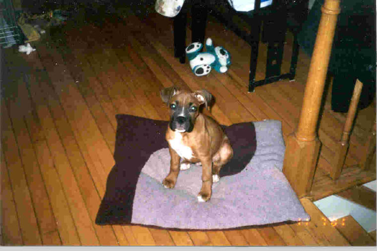 Willie at 3 months