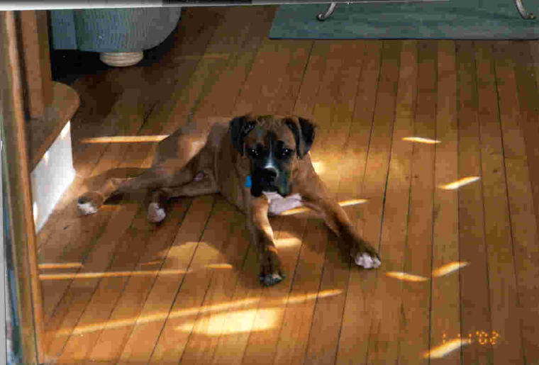 Willie at 6 months