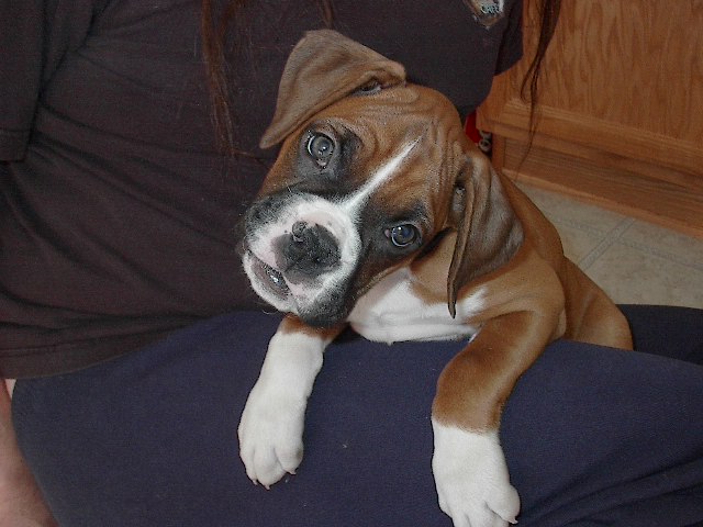 Willie at 8 weeks