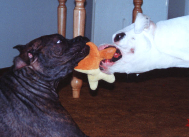 Willow and Zander playing