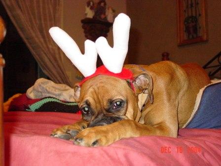 Wilmadolph the Red Nosed Boxer