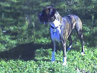 Wilson profile