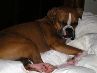 wilson_sleeping