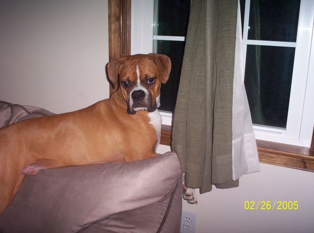 Window watching...but it's dark outside?!!