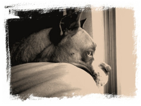 Window watching.