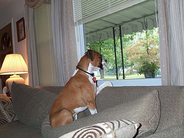 Window Watching