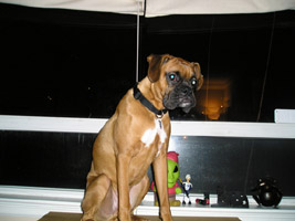 Window Wendel
