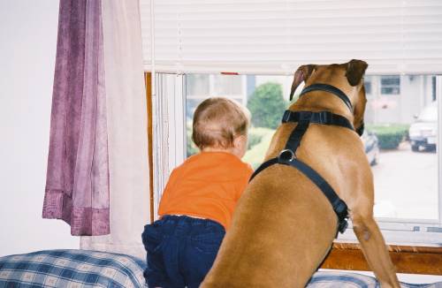 windowwatch