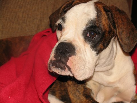 Winnie - 24 weeks with her blankie.