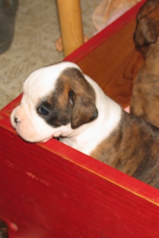Winnie - 4 weeks