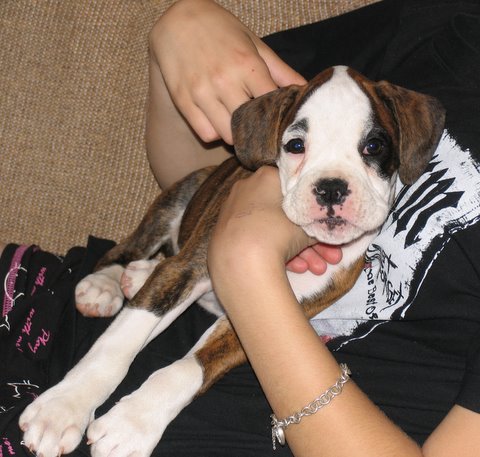 Winnie - 8 weeks