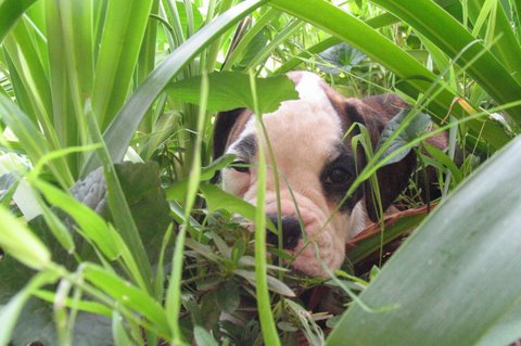 Winnie - 8 weeks