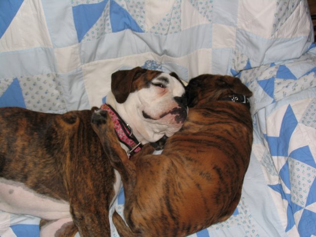 Winnie and Rasmus - Sleeping.