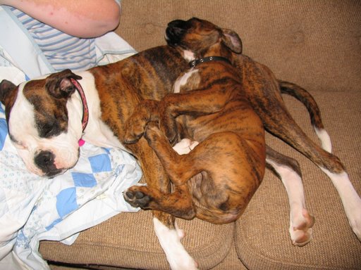 Winnie and Rasmus - Sleeping.
