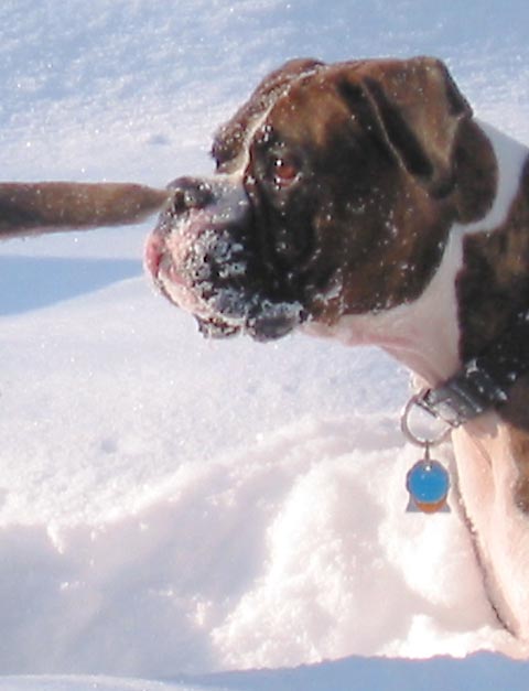 Winter Boxer