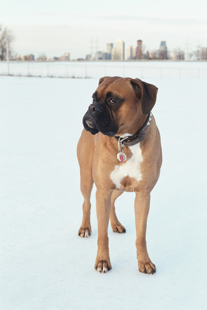 Winter Boxer