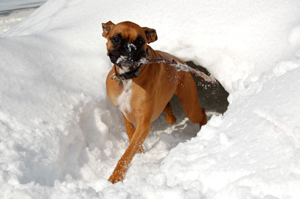 Winter Fun