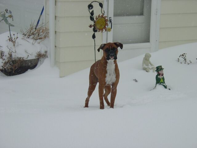 Winter Wonderland