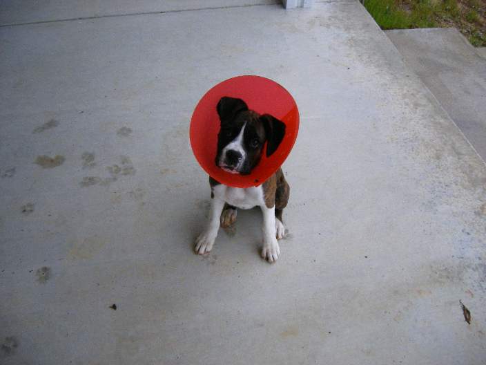 With her e-collar