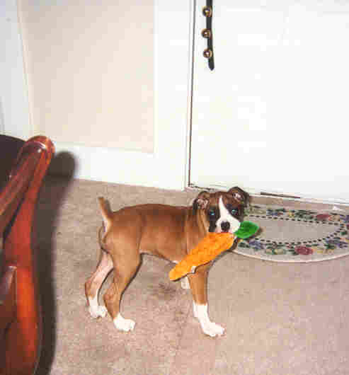 Won't let loose of carrot.