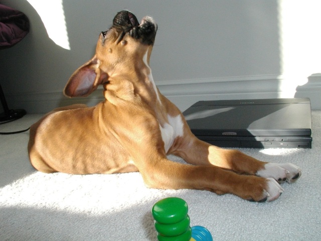 Woo! BoxerWorld Rocks!