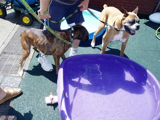 Woof Stock Cooling Station