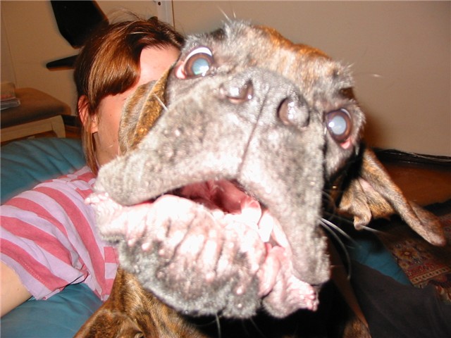 woof!