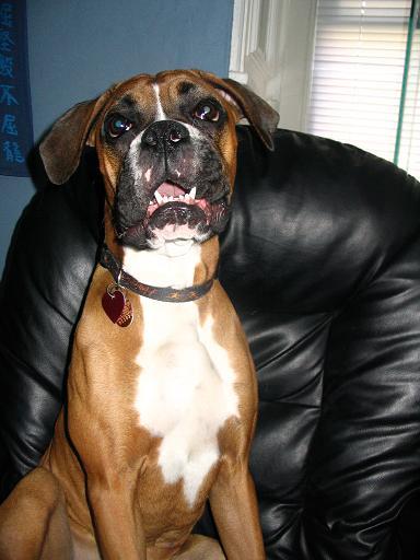 Woof!