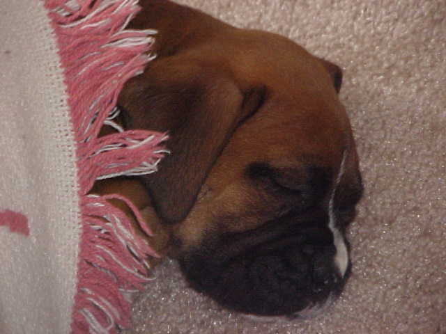 Woosh, this playing thing sure is hard work.  Need a cozy nap now.